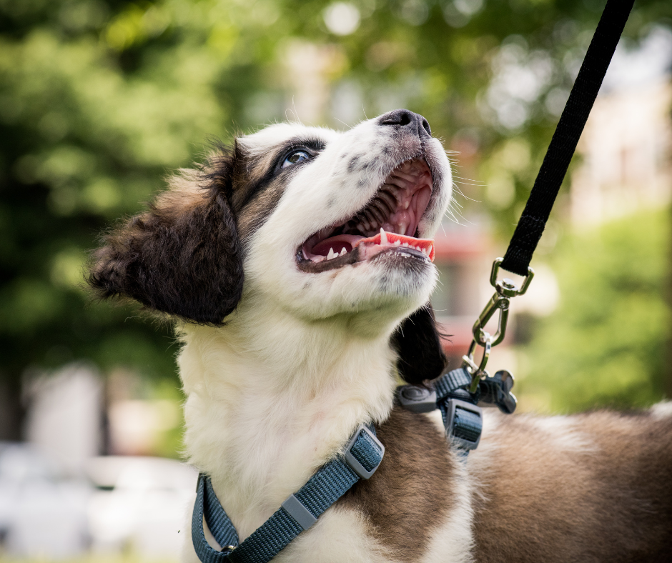 Three Farragut Communities Perfect for Dog Parents